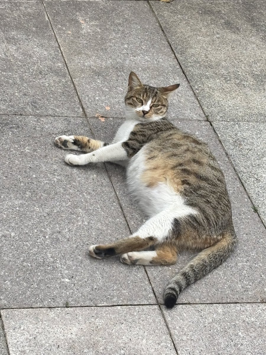 才下雨 tweet media