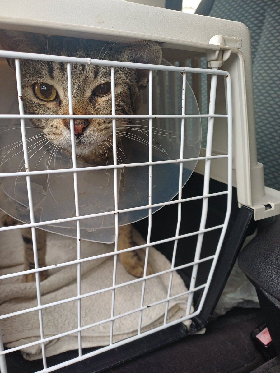 Ξανθιά Frau tweet media