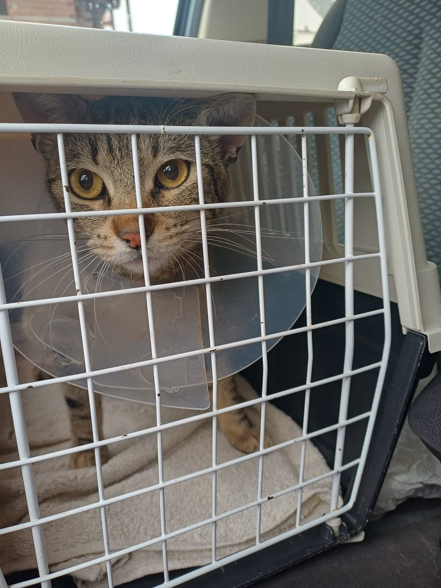 Ξανθιά Frau tweet media