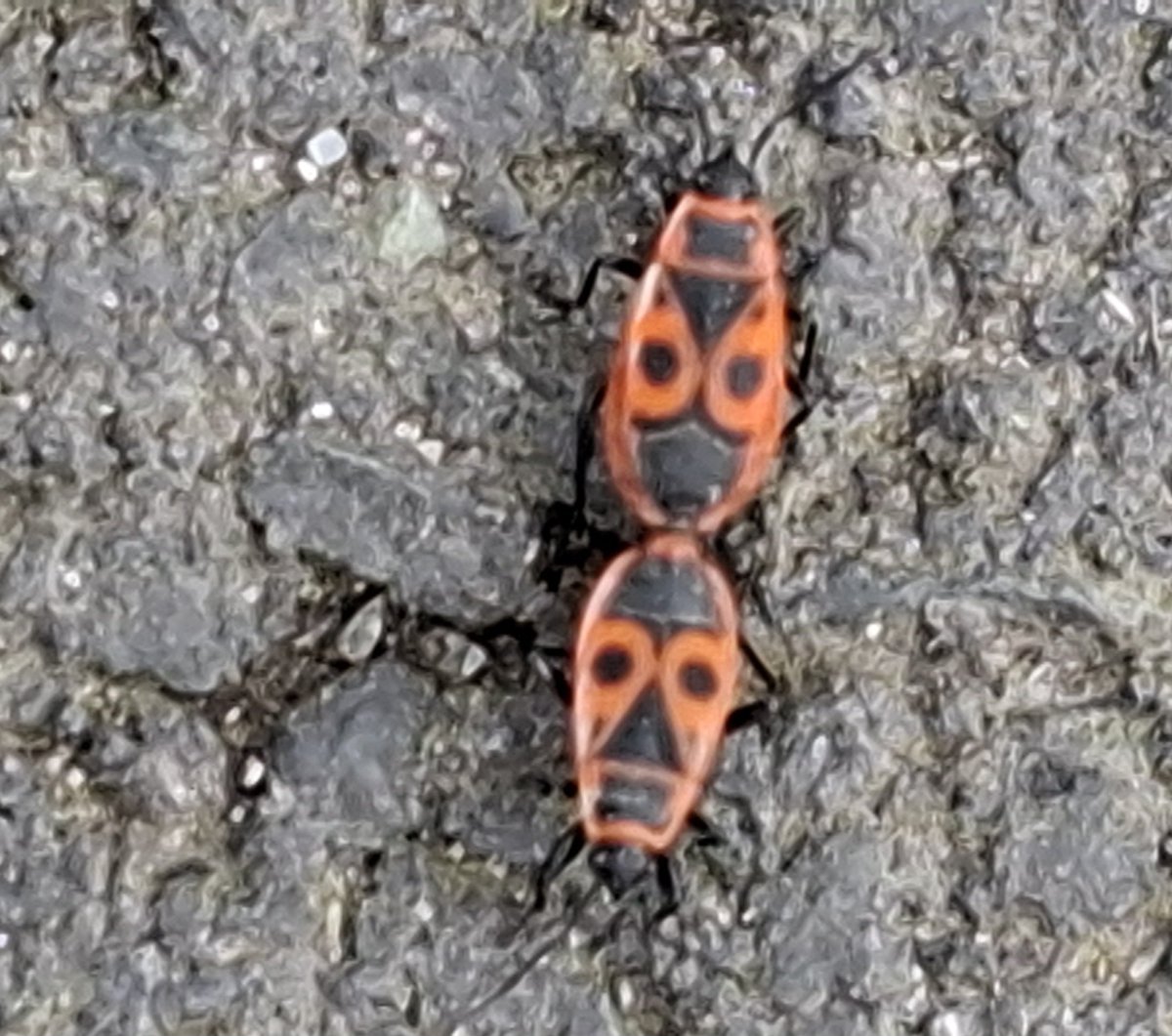 Des coccinelles mutantes ont fait leur apparition dans les parcs de #Bucarest.