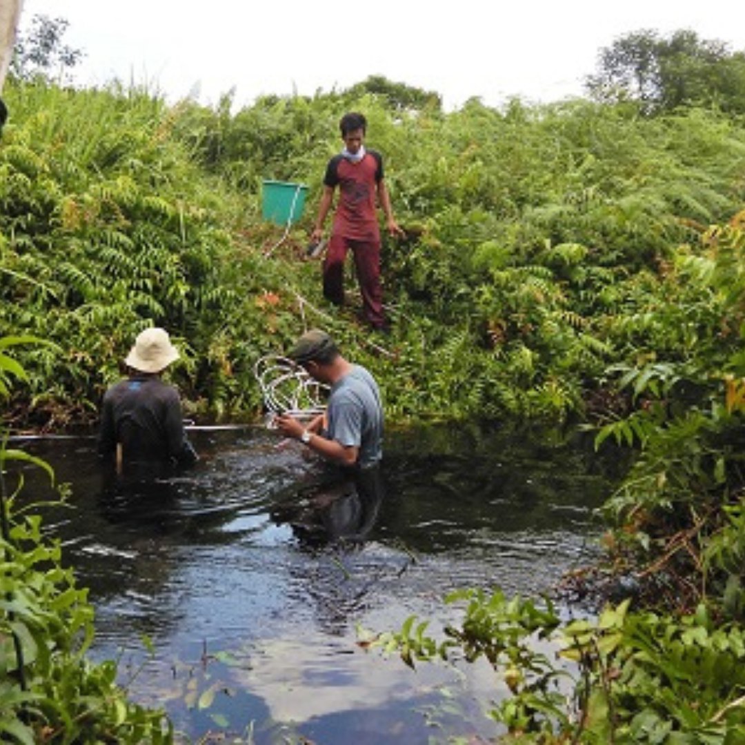Katingan Mentaya Project English tweet media