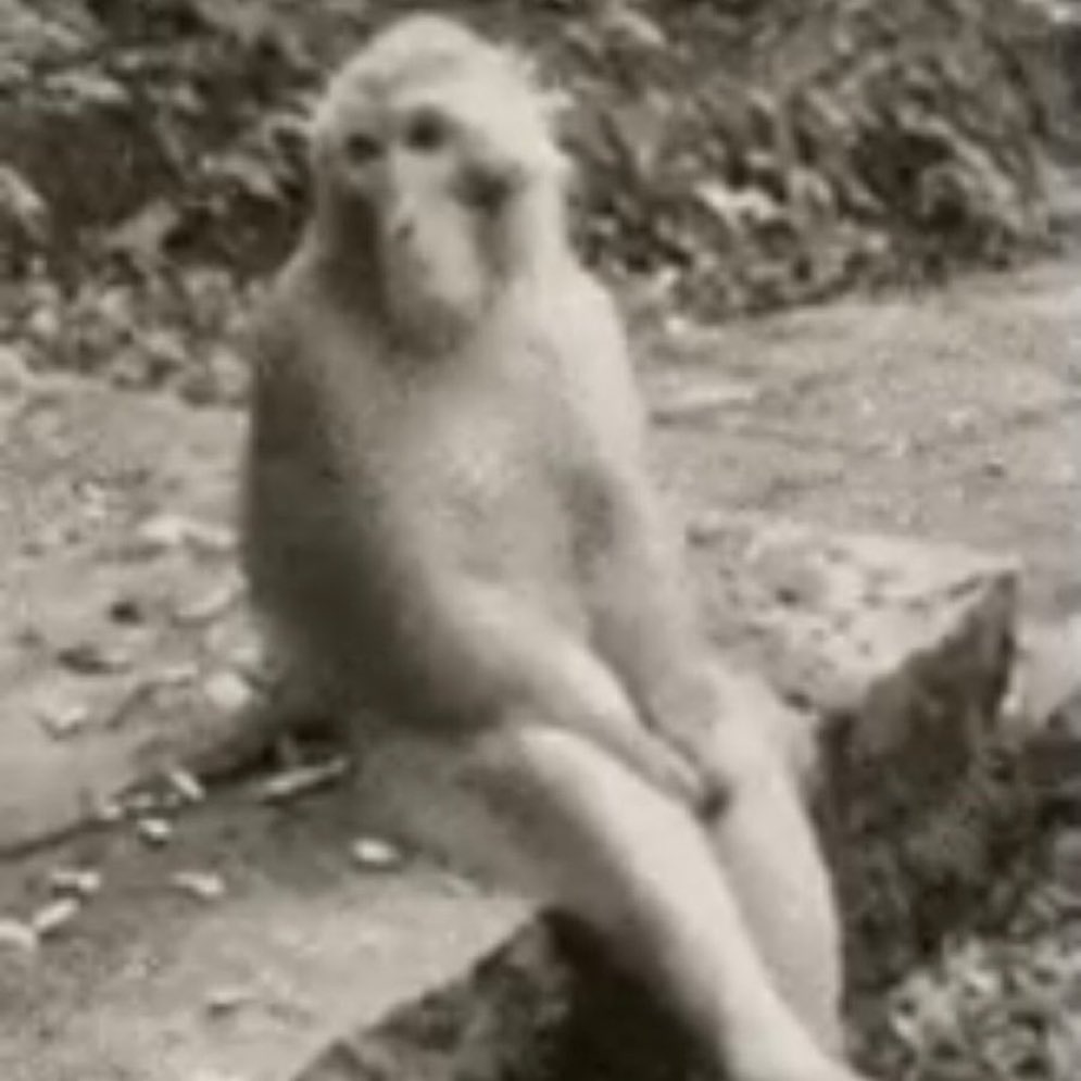 yellow theCreator tweet media