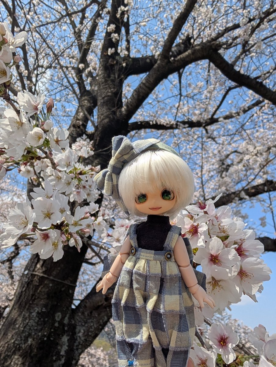 ✣tococo✣サロペ屋さん tweet media