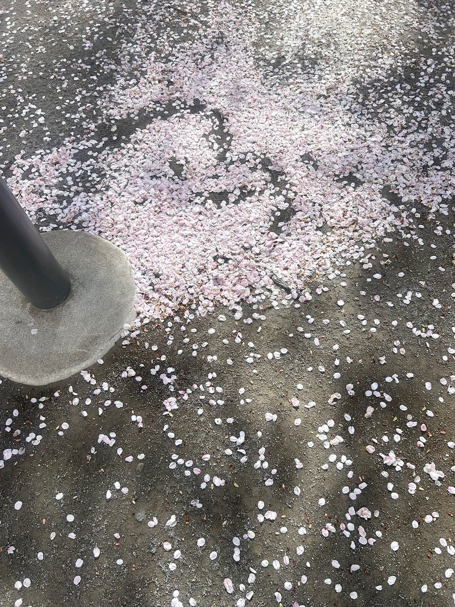 𝘶𝘳𝘪 ⋆꙳ tweet media