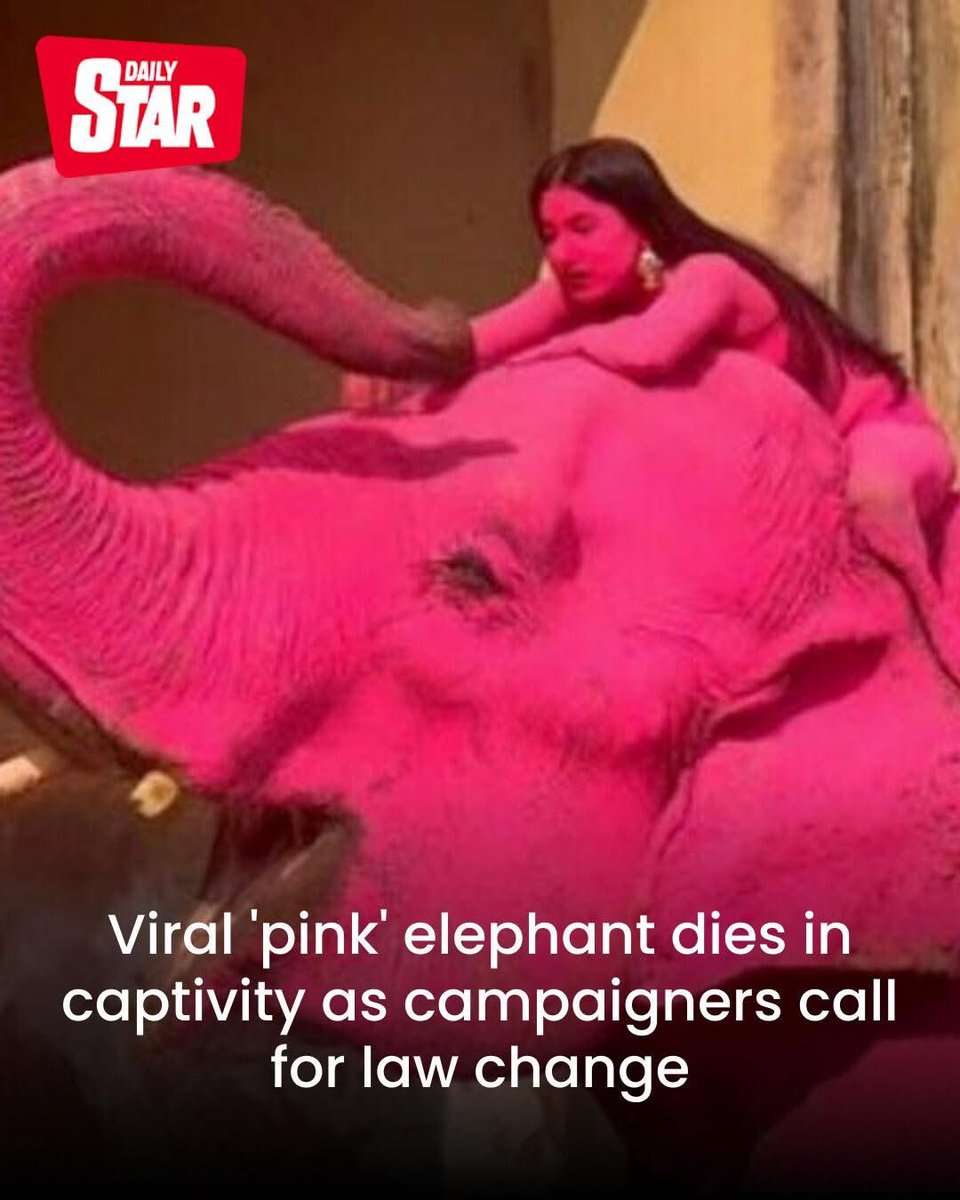 dominic dyer tweet media