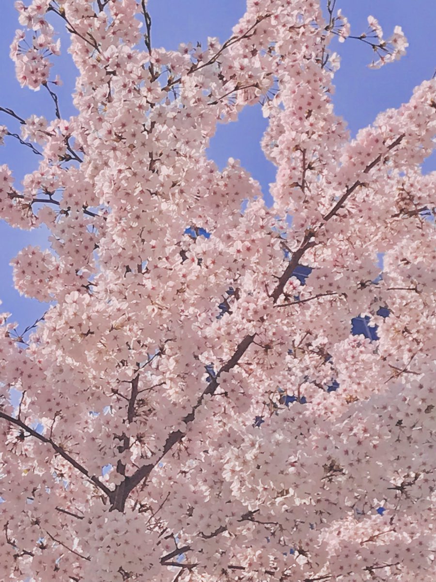 Yooli🕊 tweet media