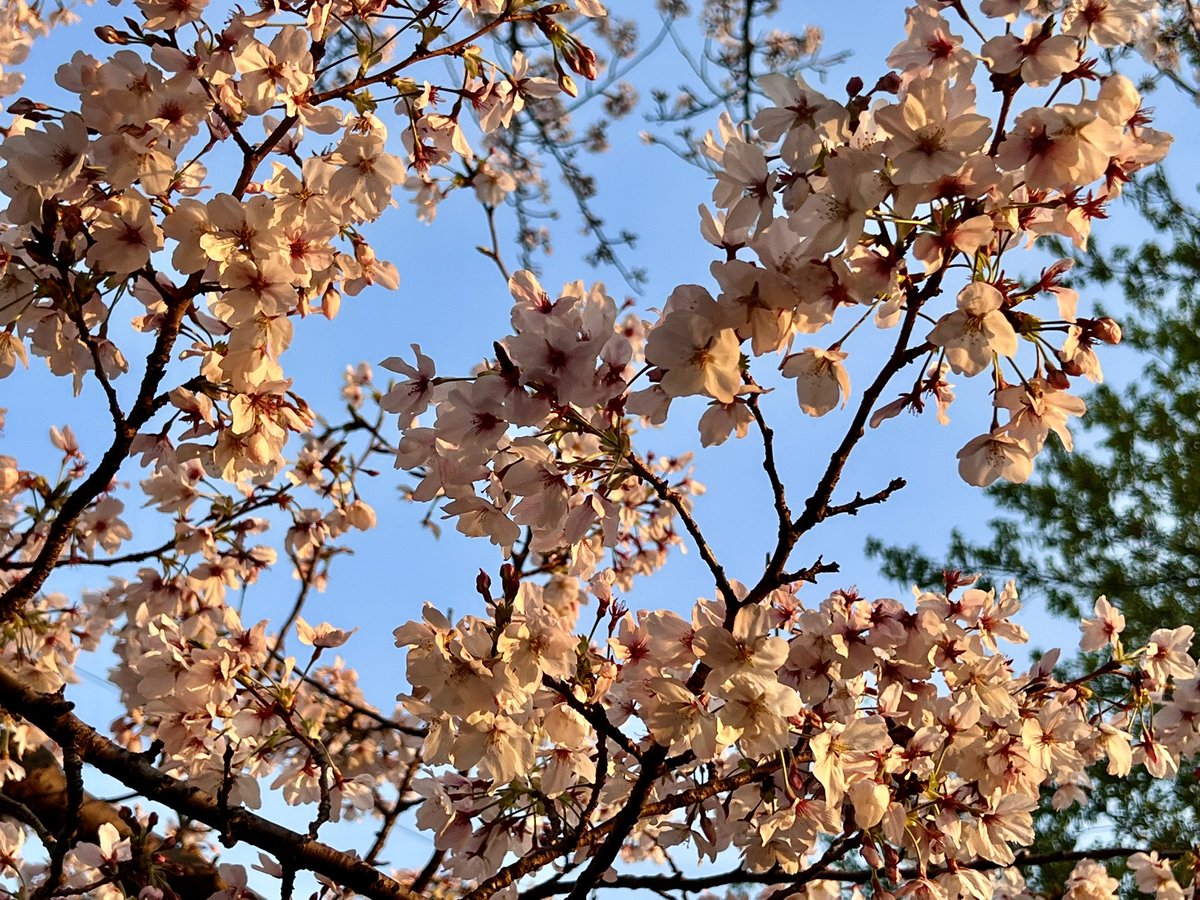 オワ太 tweet media