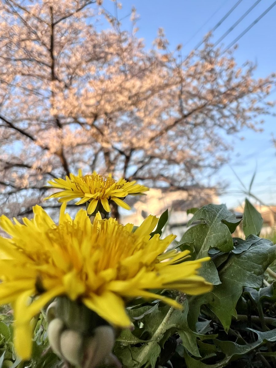 オワ太 tweet media