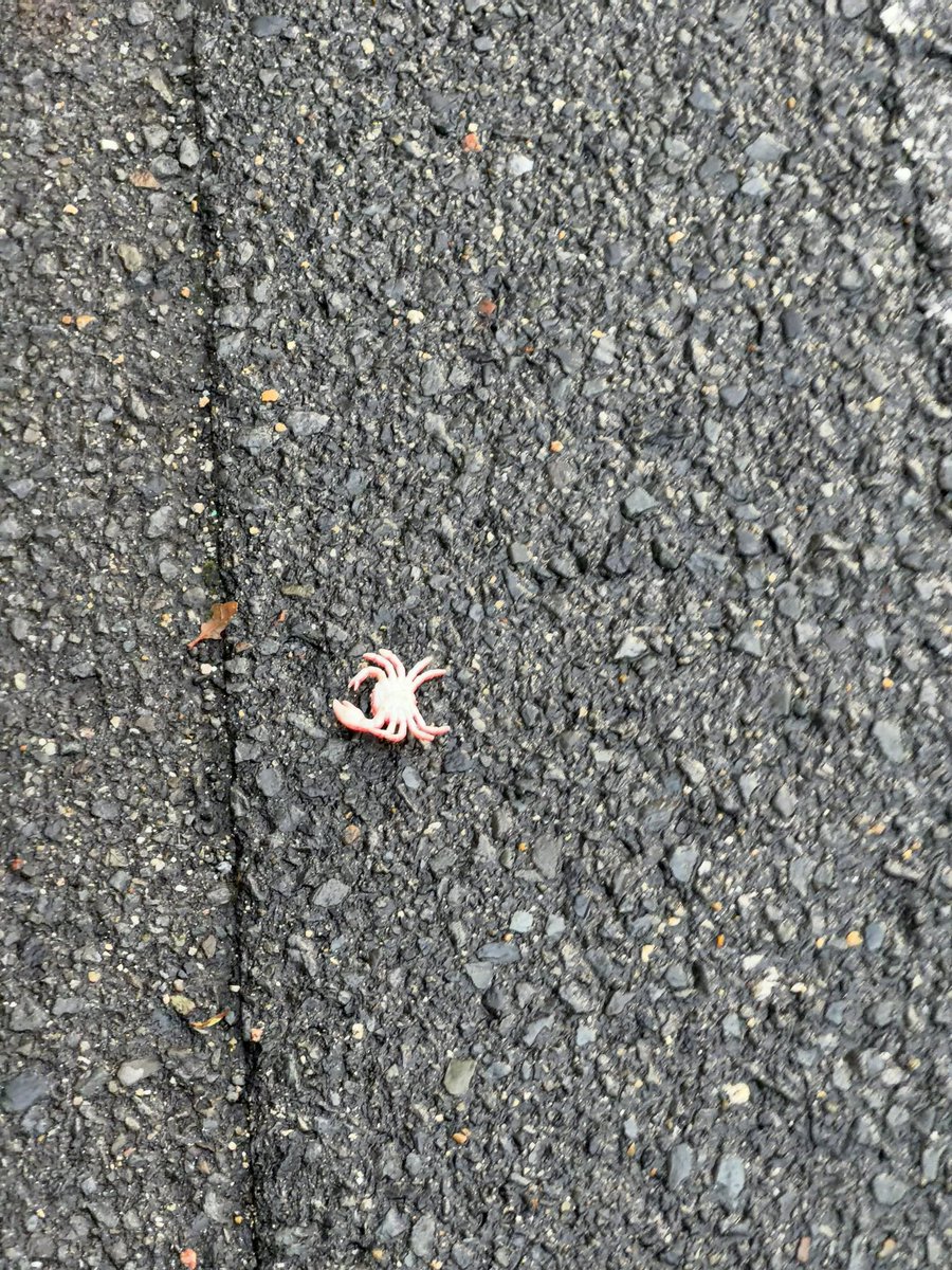 不可逆性ｽｰﾊﾟｰﾘﾄﾙ猫ﾌﾟﾗｽ tweet media