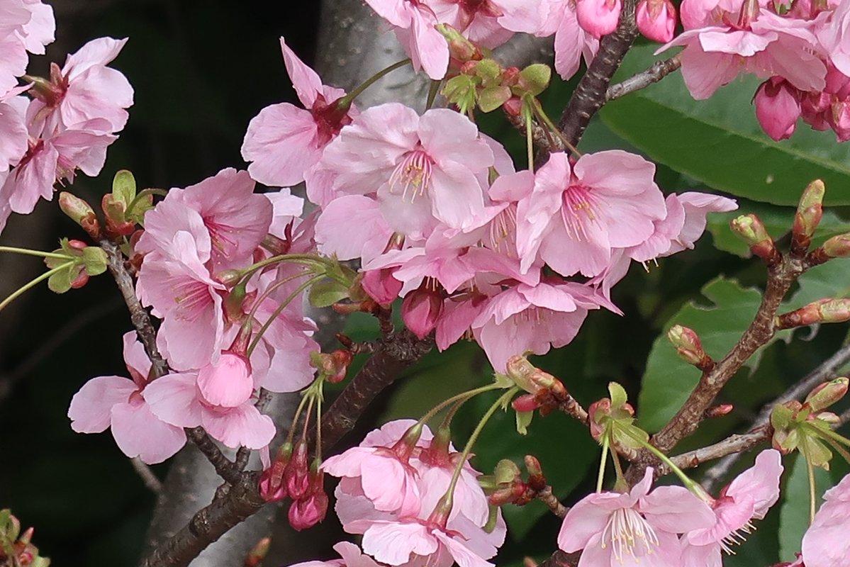 スカーレット(多忙の為 お返事遅れてごめんなさい(☆´_ _)ﾍﾟｺﾘ) tweet media