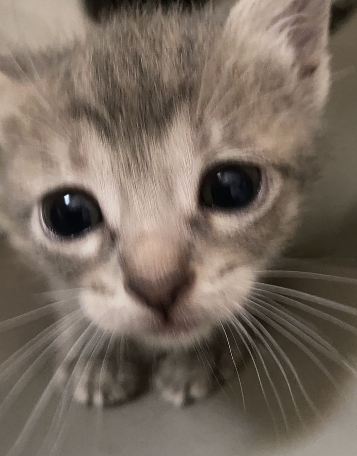 yuta as cats 𑄝 tweet media