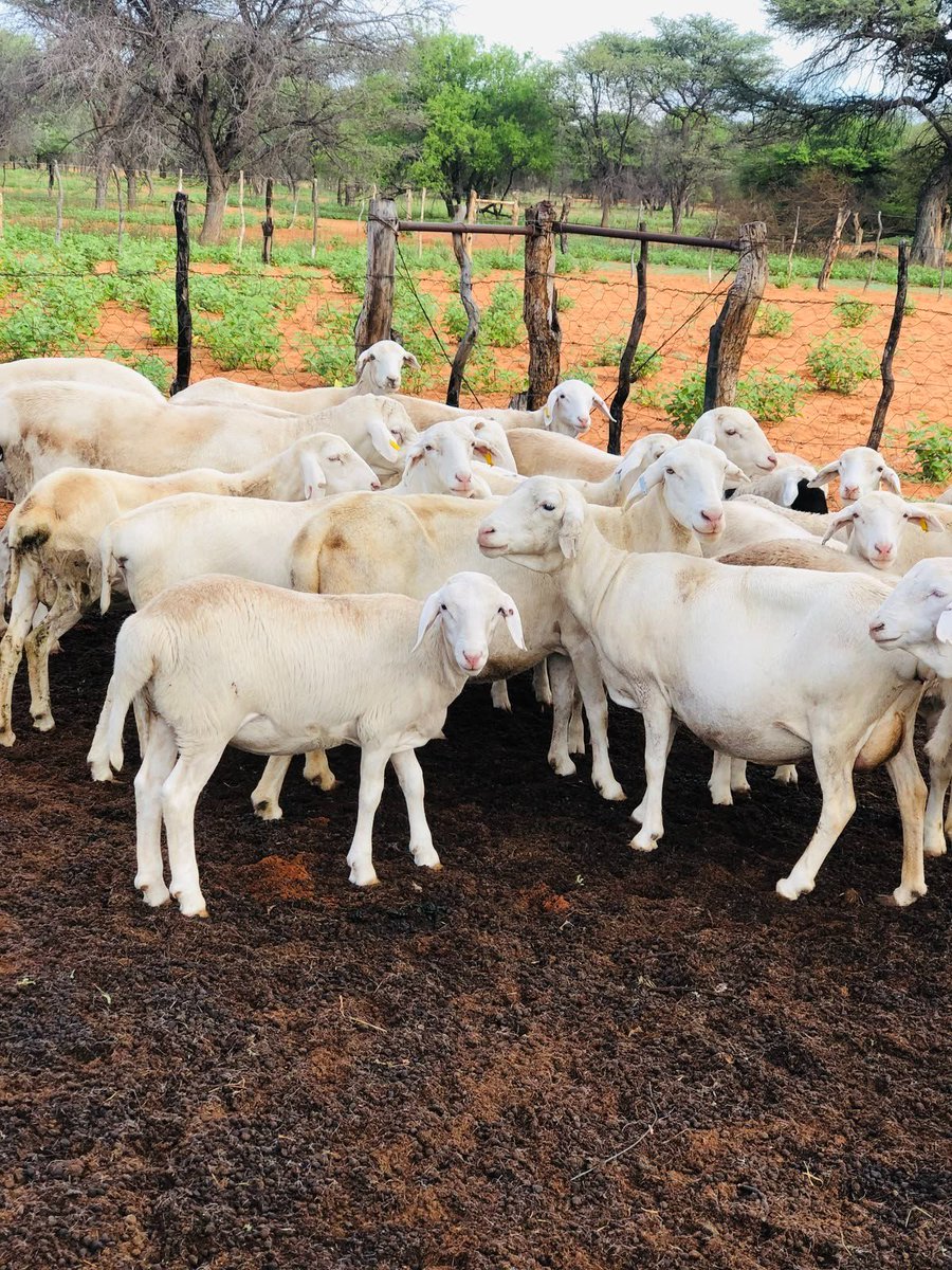 GwaShoombe. tweet media