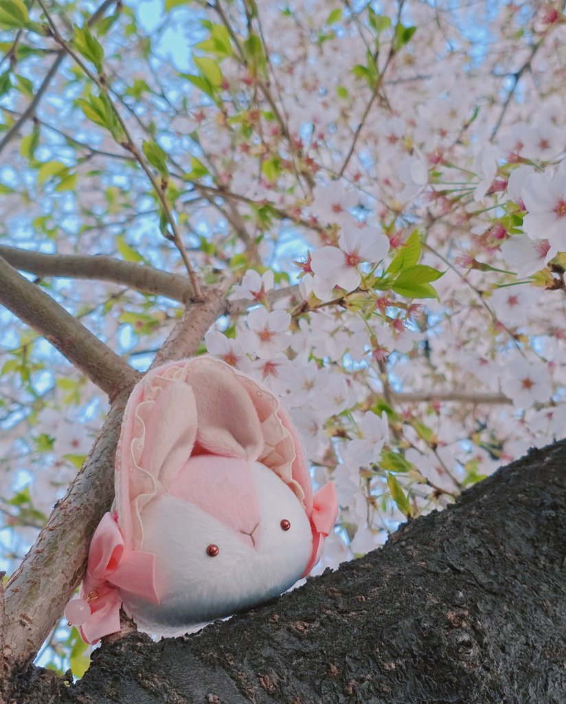 토끼모찌 레일 tweet media