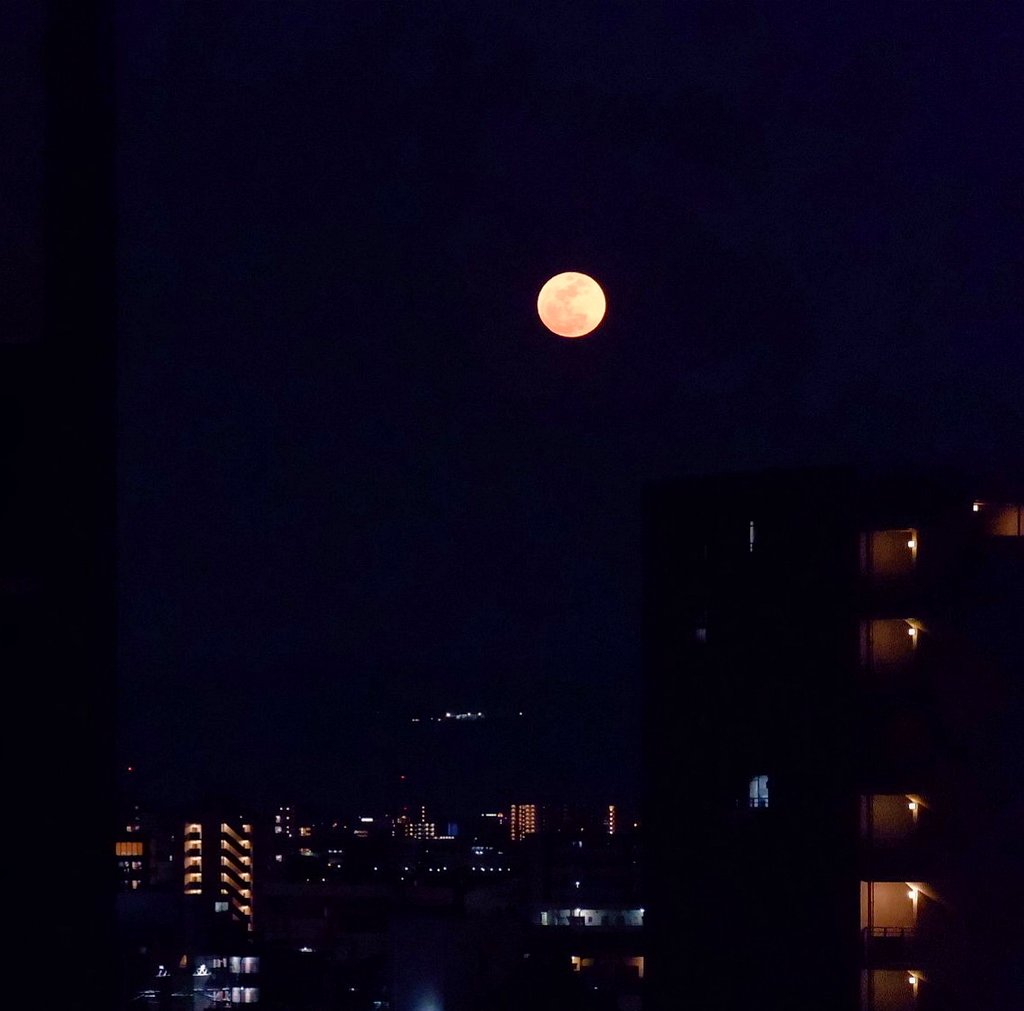 ほおずき tweet media