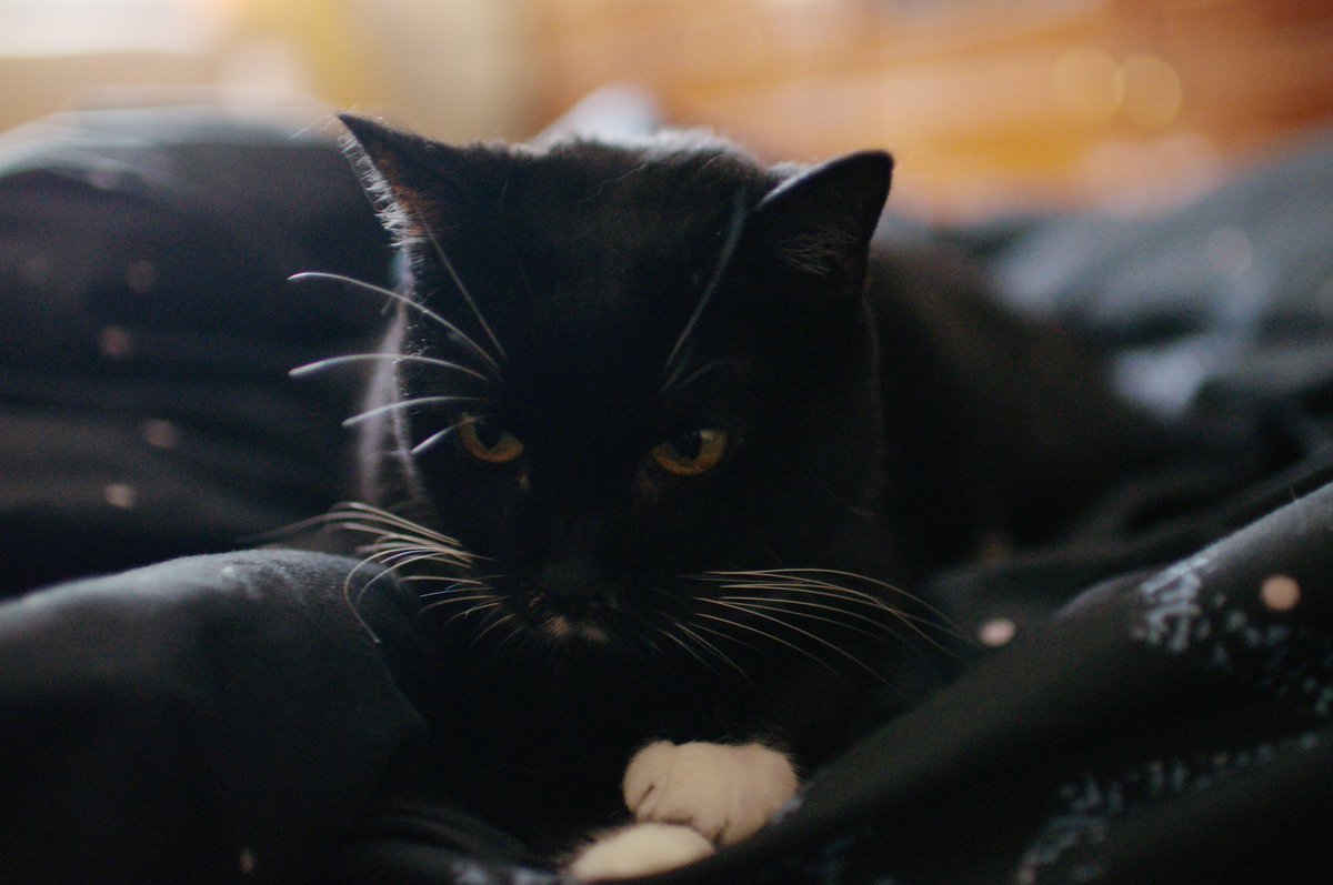 Господин Воронова Крыла tweet media