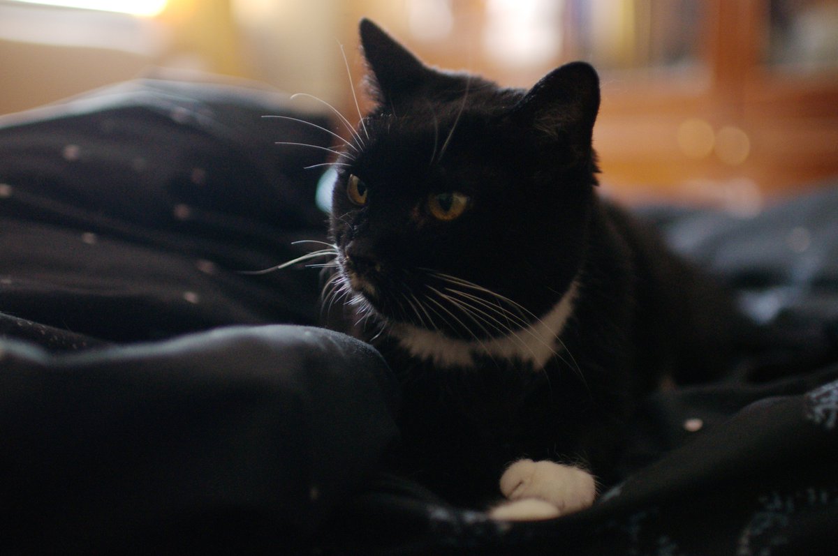 Господин Воронова Крыла tweet media