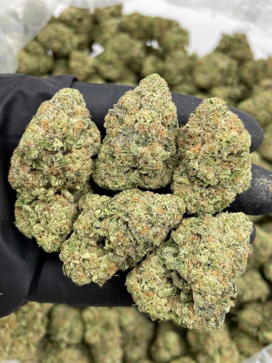 og_smoka's tweet image. It's an amazing day so let's wake and bake with some Melonade Zkittlez mixed lights.Bomb melonade terps on a Z nose 🔥 big frosty clean shaved indoor looking buds with tons of frost!
📦📦📦📍📲 Bulk  #Mmemberville #CannabisCommunity  #WeedLovers #weedsmob  #StonerFam