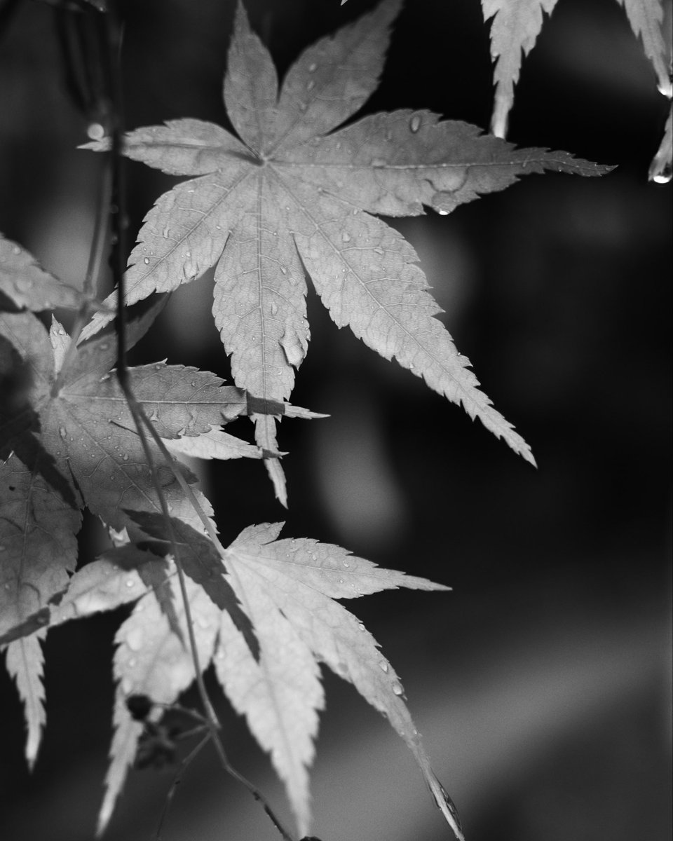 stanzy_500's tweet photo. Taking a walk in the rain #photo #blackandwhitephotography #streetphotography https://t.co/orm4UTSm8y