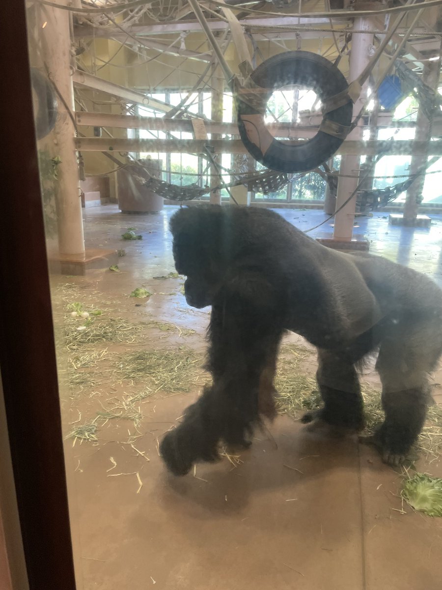 竜の主砲よ目醒めろ tweet media