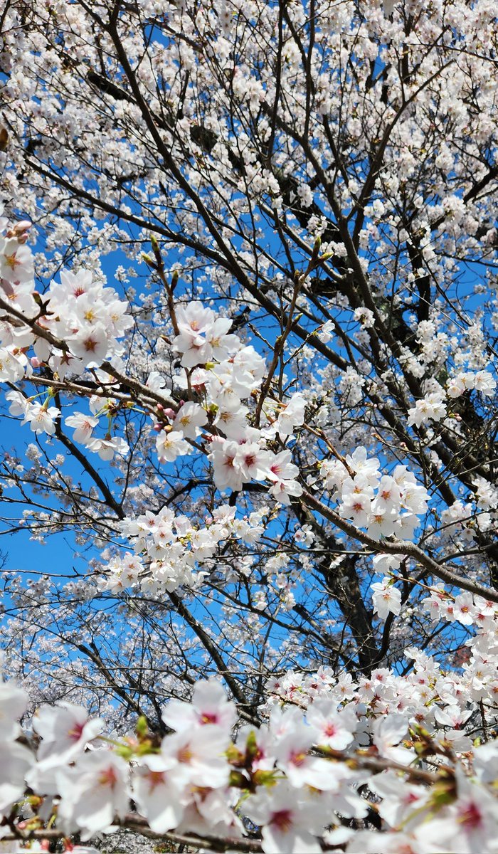 えみまよ(えむ🌼) tweet media