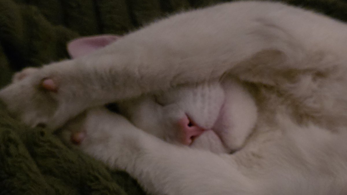 Morghn 🔞 tweet media