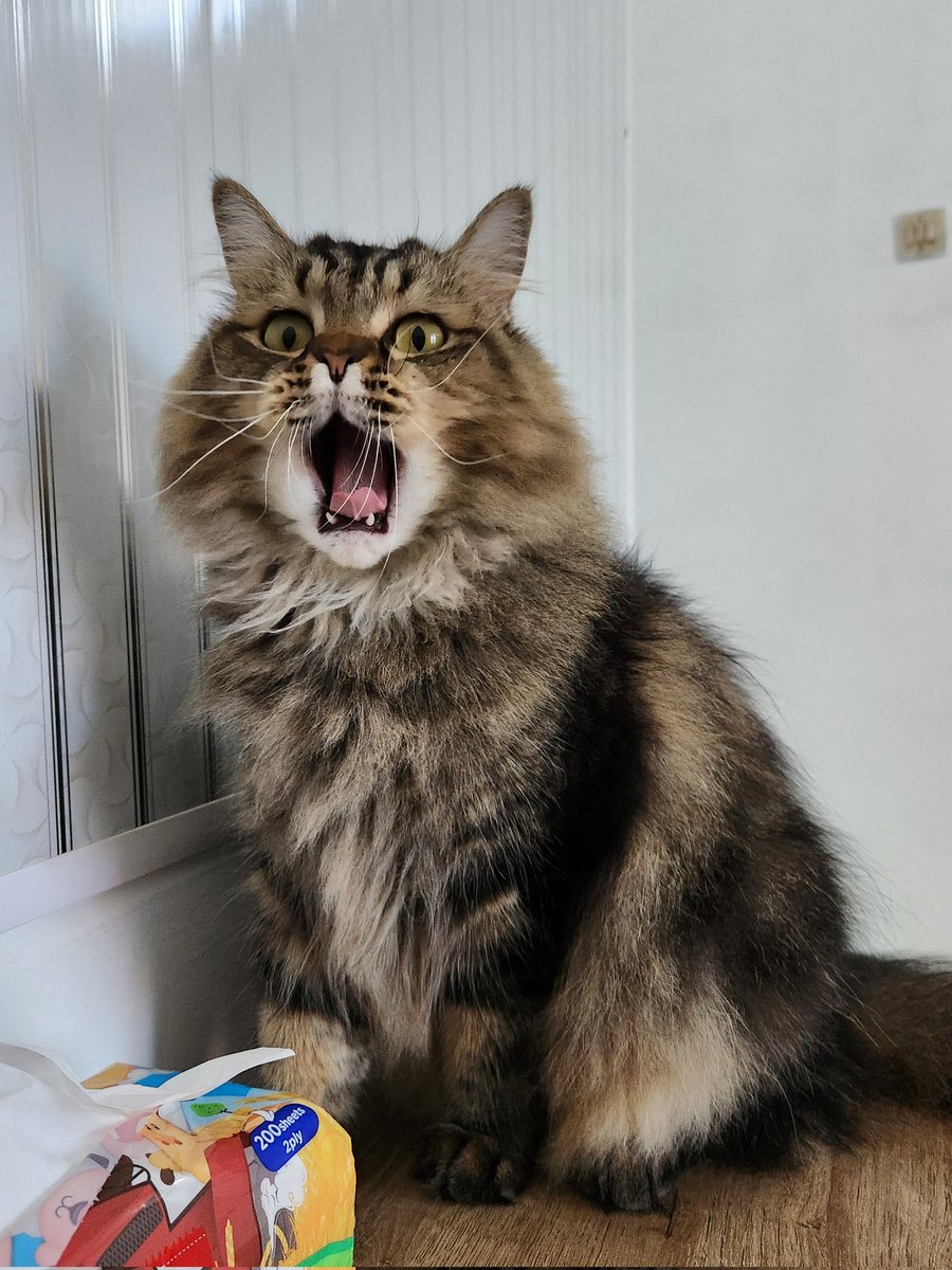 Kevin Mulia tweet media