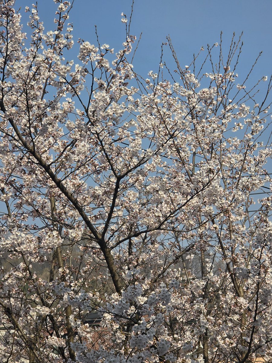 SF9 JAPAN OFFICIAL tweet media