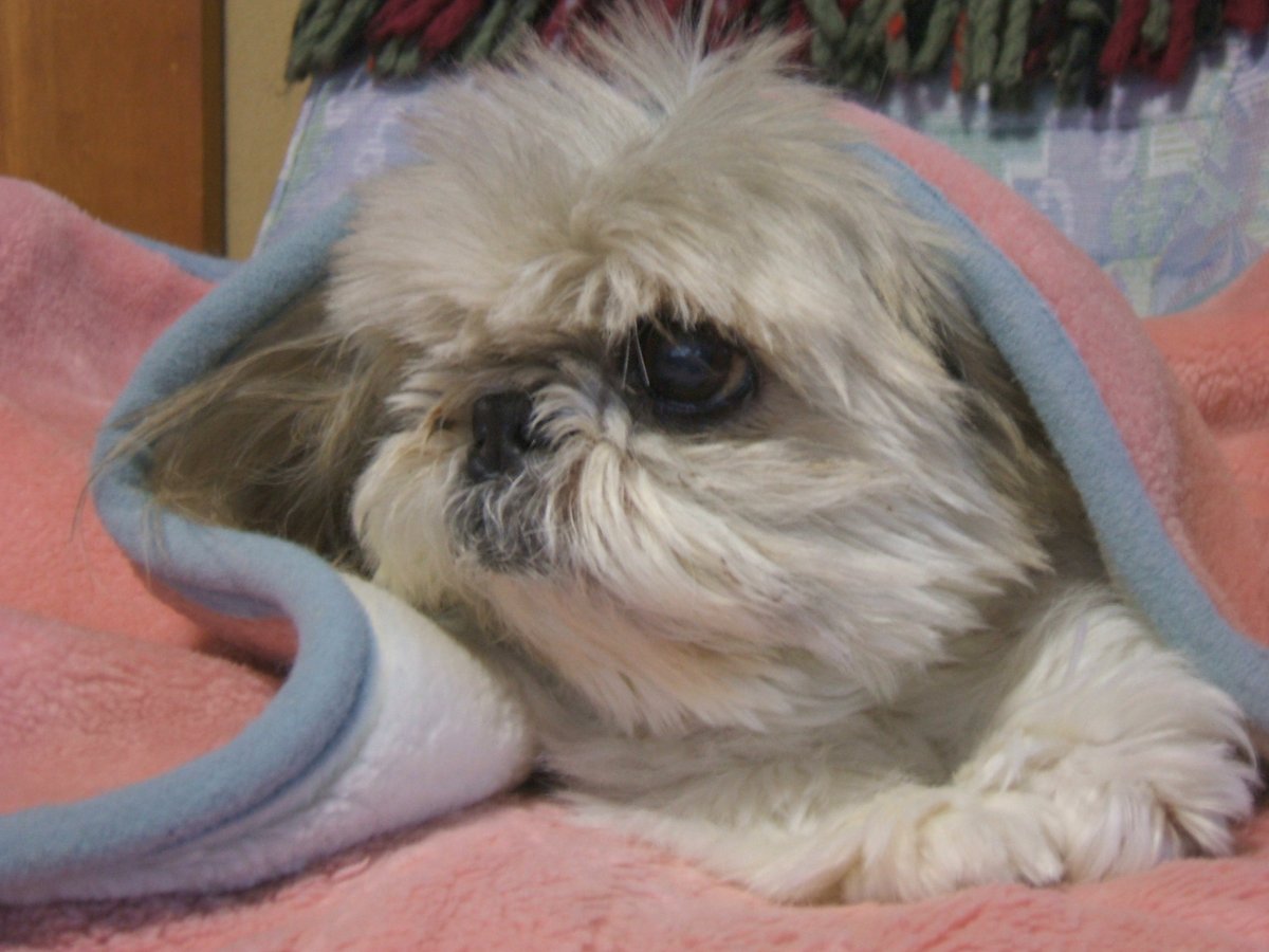 チョモ（つかもと） tweet media