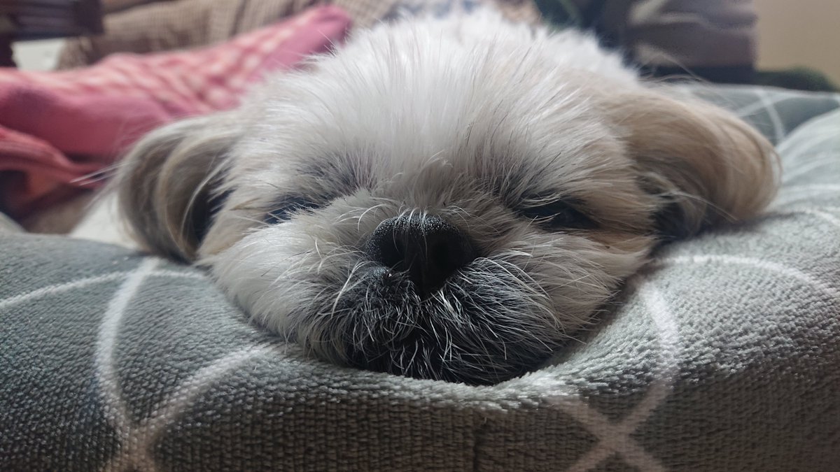 チョモ（つかもと） tweet media