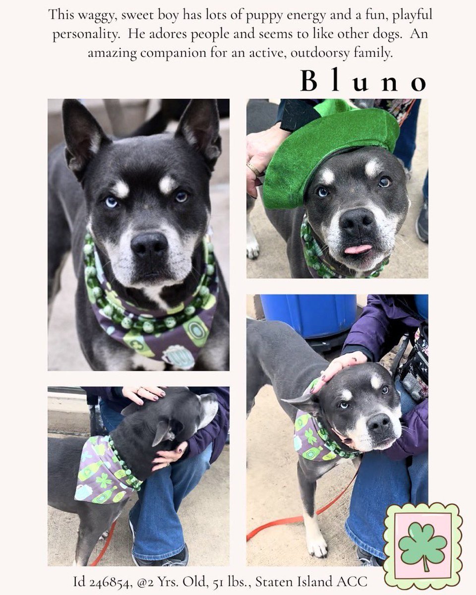 Moishe's Mom tweet media