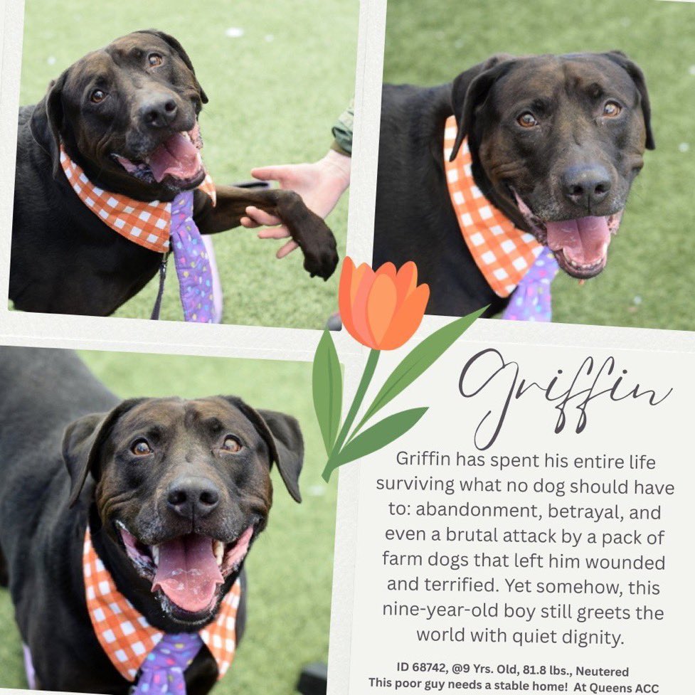 Moishe's Mom tweet media