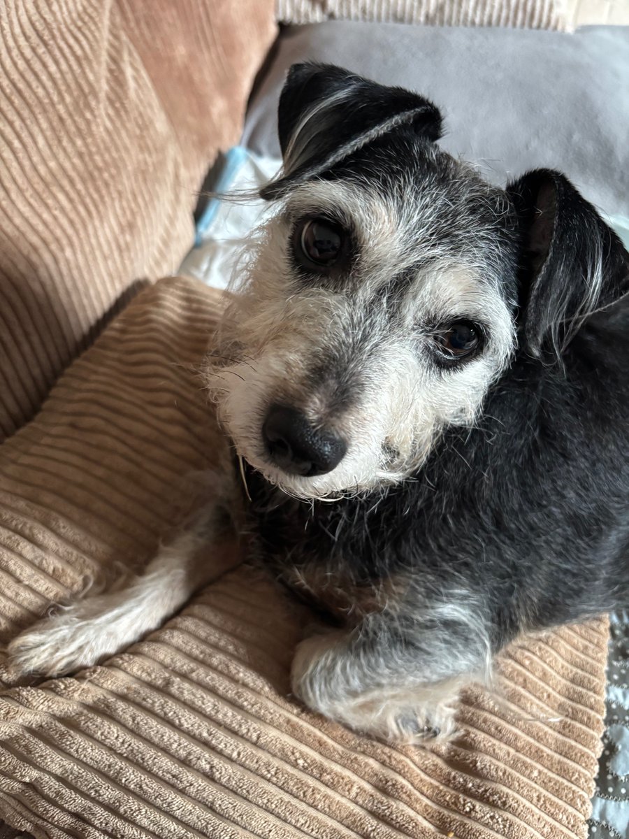 ╰⭐️ MATRON GENERAL BONNIE ⭐️╮〓〓 tweet media