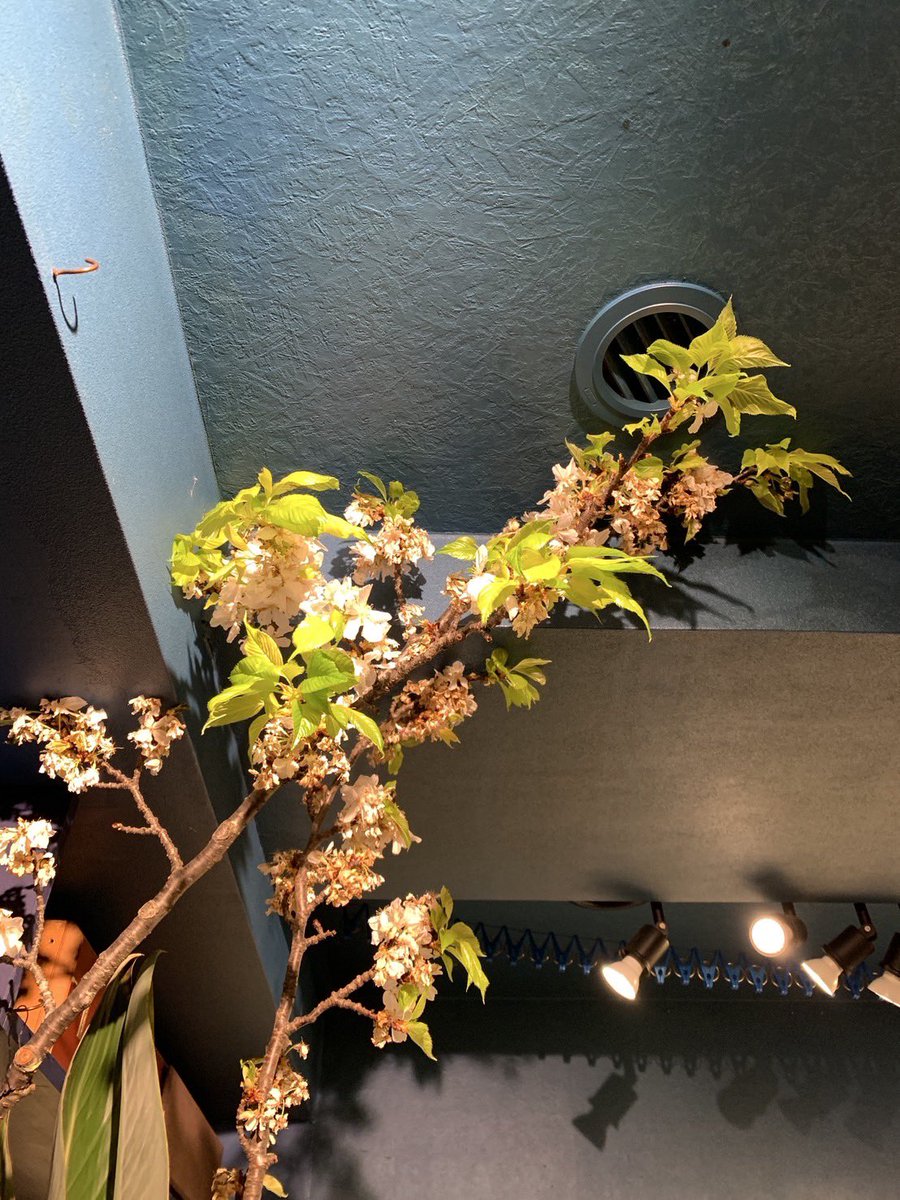 バー鳥渡 tweet media