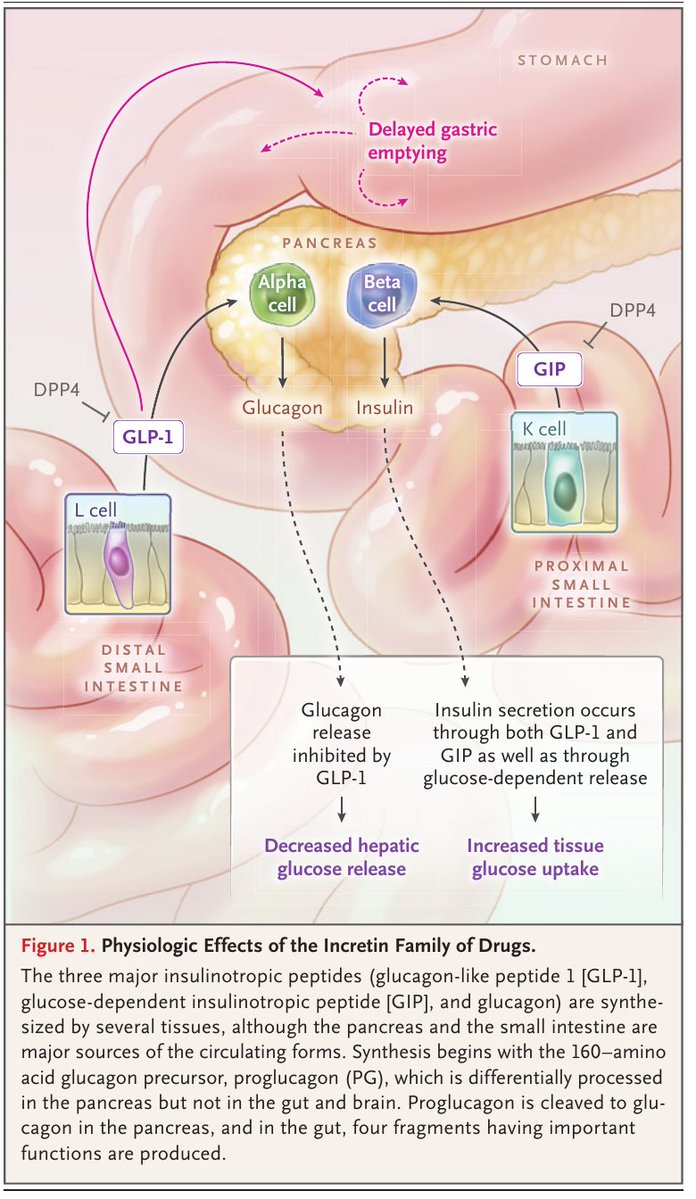 Medicina Interna HCSBA tweet media