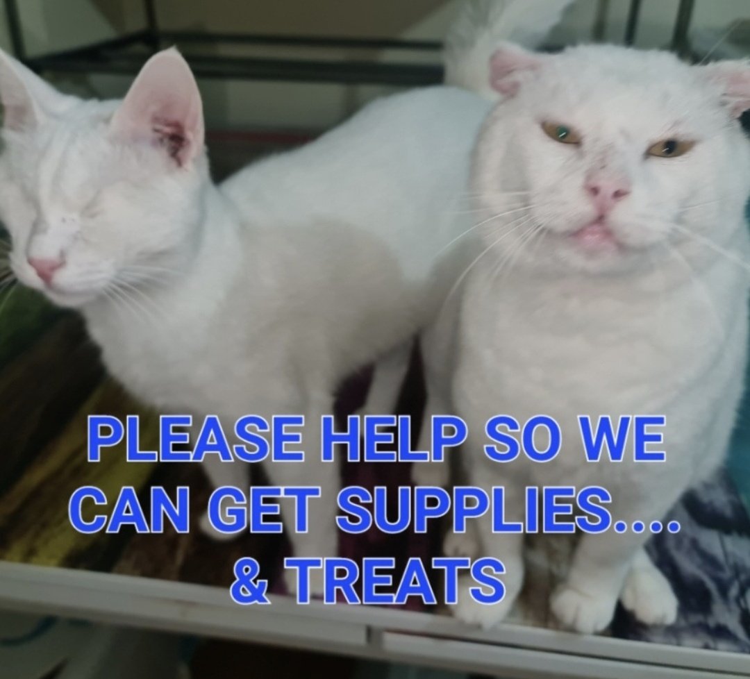 CWNH - Cats With No Hope Rescue tweet media