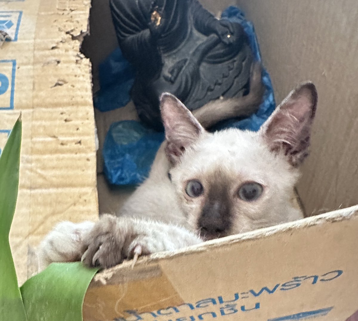 ： ︎🌳˙ϖ˙ tweet media