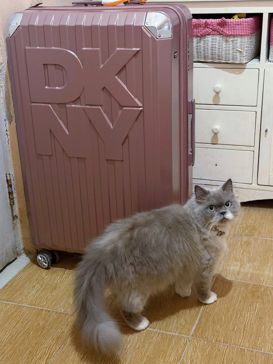 Soya 🐱 Soju 💛 Somi 🤎 tweet media