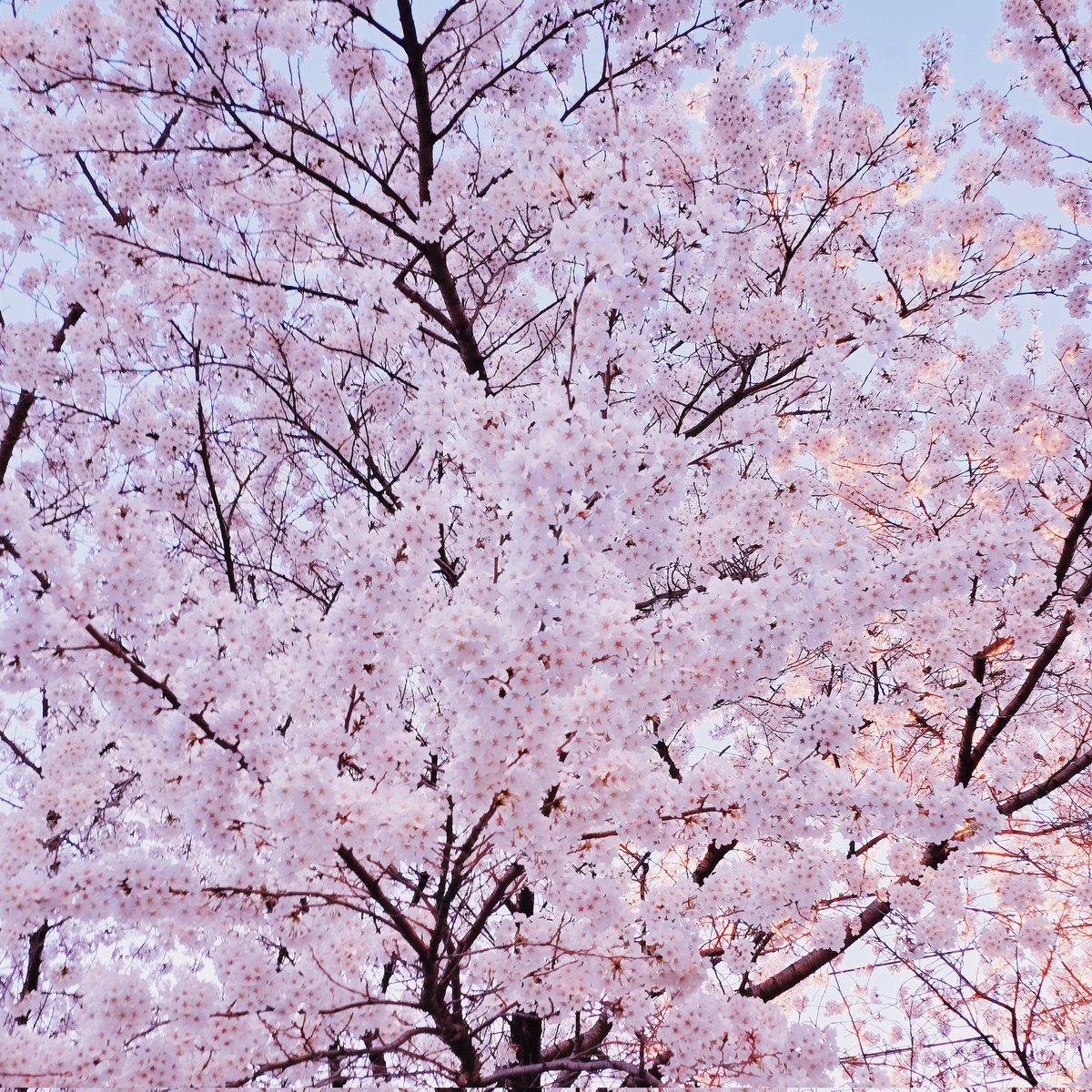 🇰🇷𝗧𝗜𝗔𝗡ₜᵢₐₙ🪔天上天下 唯我独尊 tweet media