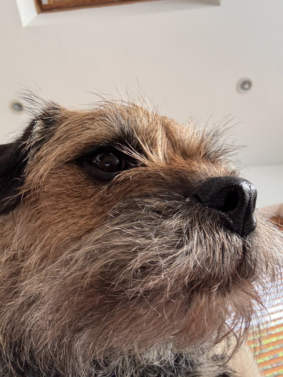 Sir Boots BT - bro to Sir Seb🌈💕 tweet media