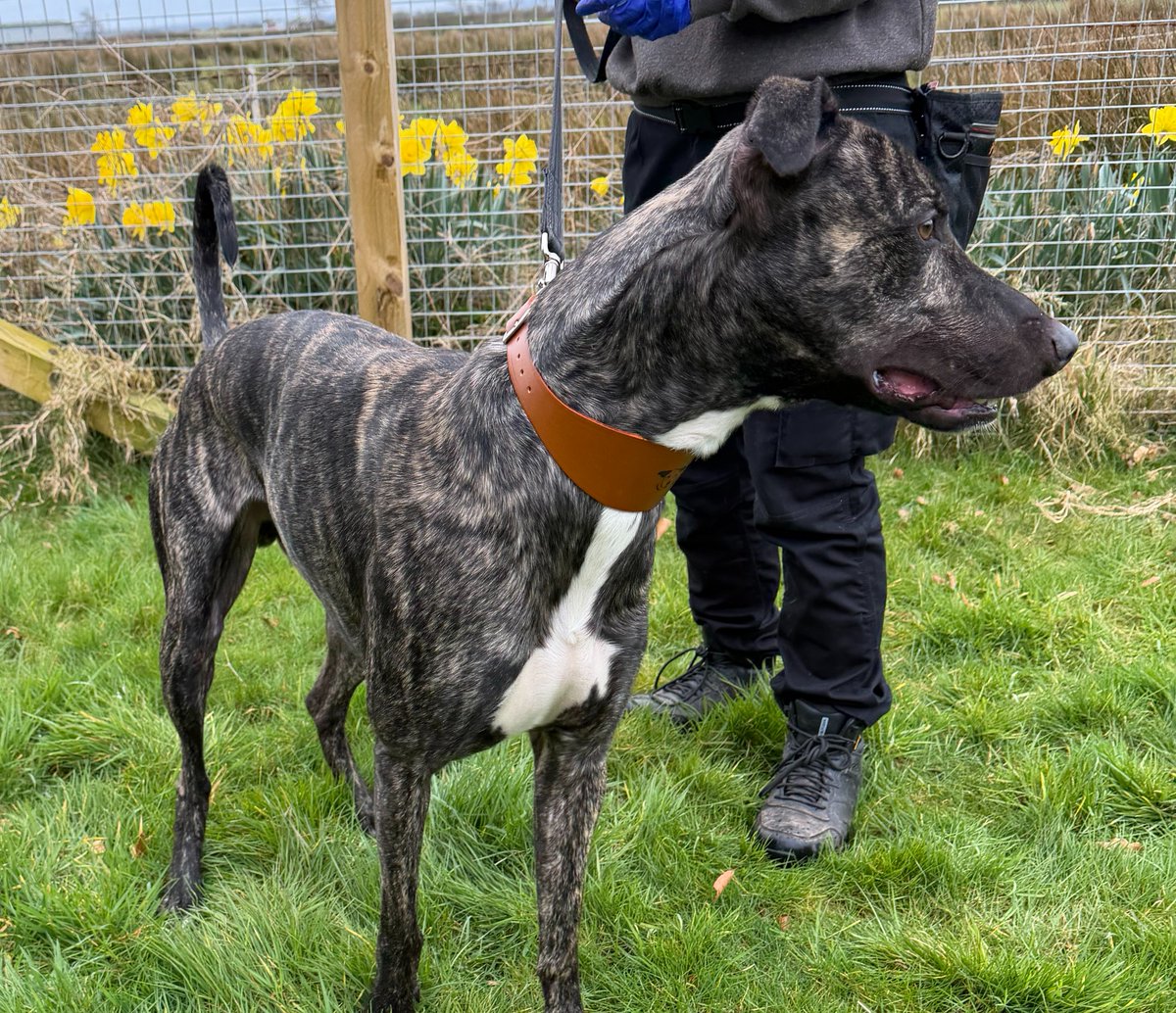 DT_Cumbria's tweet image. Freddie loves a fuss, he’ll nudge into you to demand more strokes, he’d love a bed of his own, or a sofa to stretch out on. He’d love a cozy blanket to burrow under and his own family to fuss and treasure him. #lurcher #adoptdontshop #sighthound #dogstrustcumbria @dogstrust