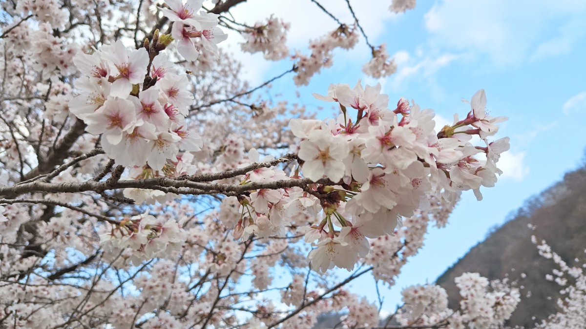 hiro_wanderlust's tweet photo. 今日、仕事の帰りに安芸太田町の上殿さくら公園に行ってみました🙂
少し散り始めて来たかなって感じだったけど綺麗でしたよ🌸🌸🌸

4枚目はジュリーの"カサダン春バージョン"😊

#さくら #桜
#沢田研二 https://t.co/2GirkFbBxx