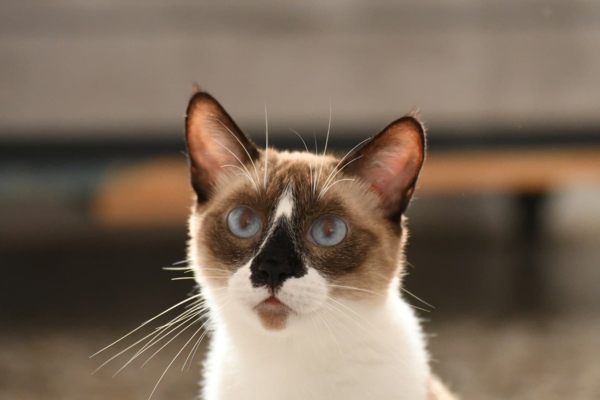 Refugi Els Àngels tweet media