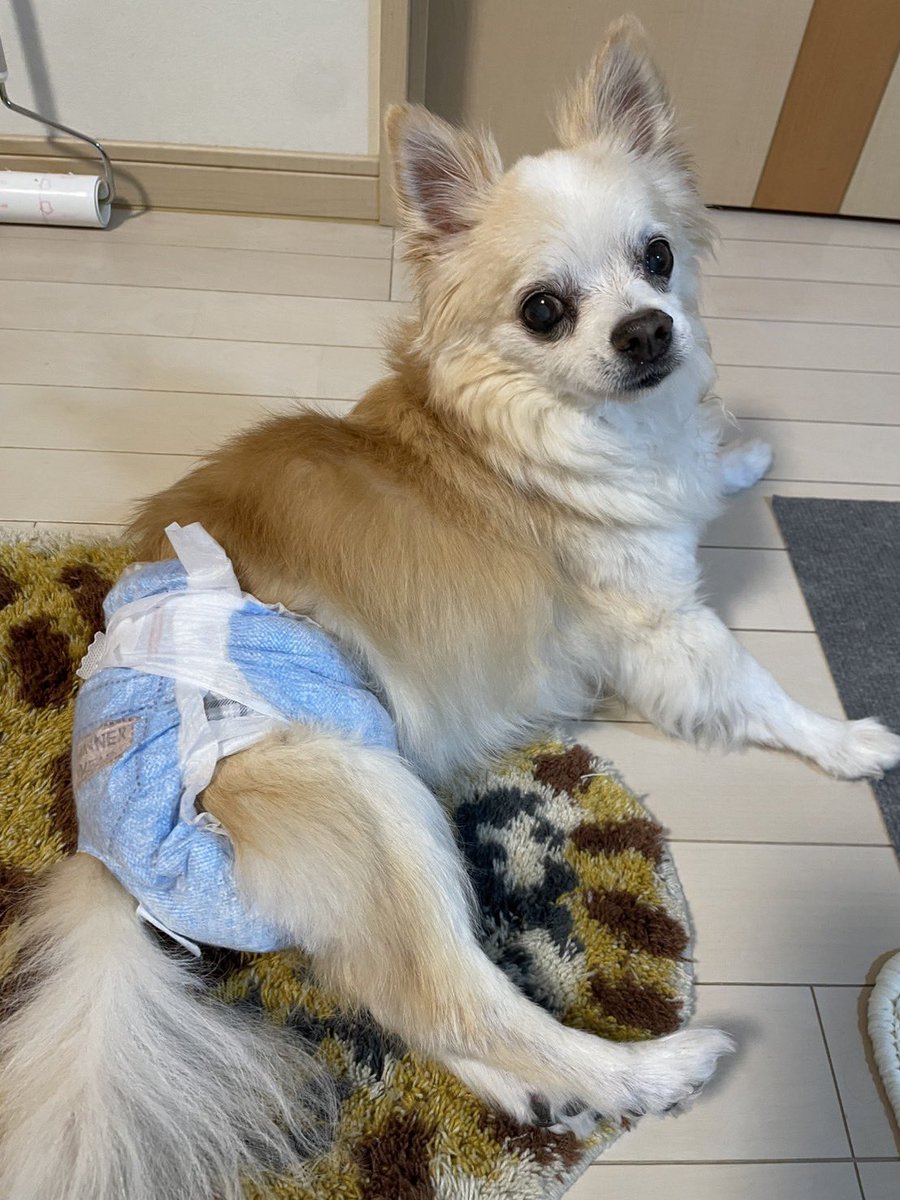 デカチワワ　そらお tweet media