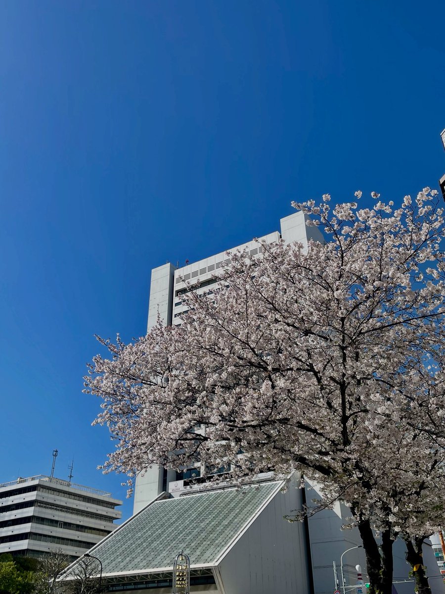 蘇我のイルカ tweet media