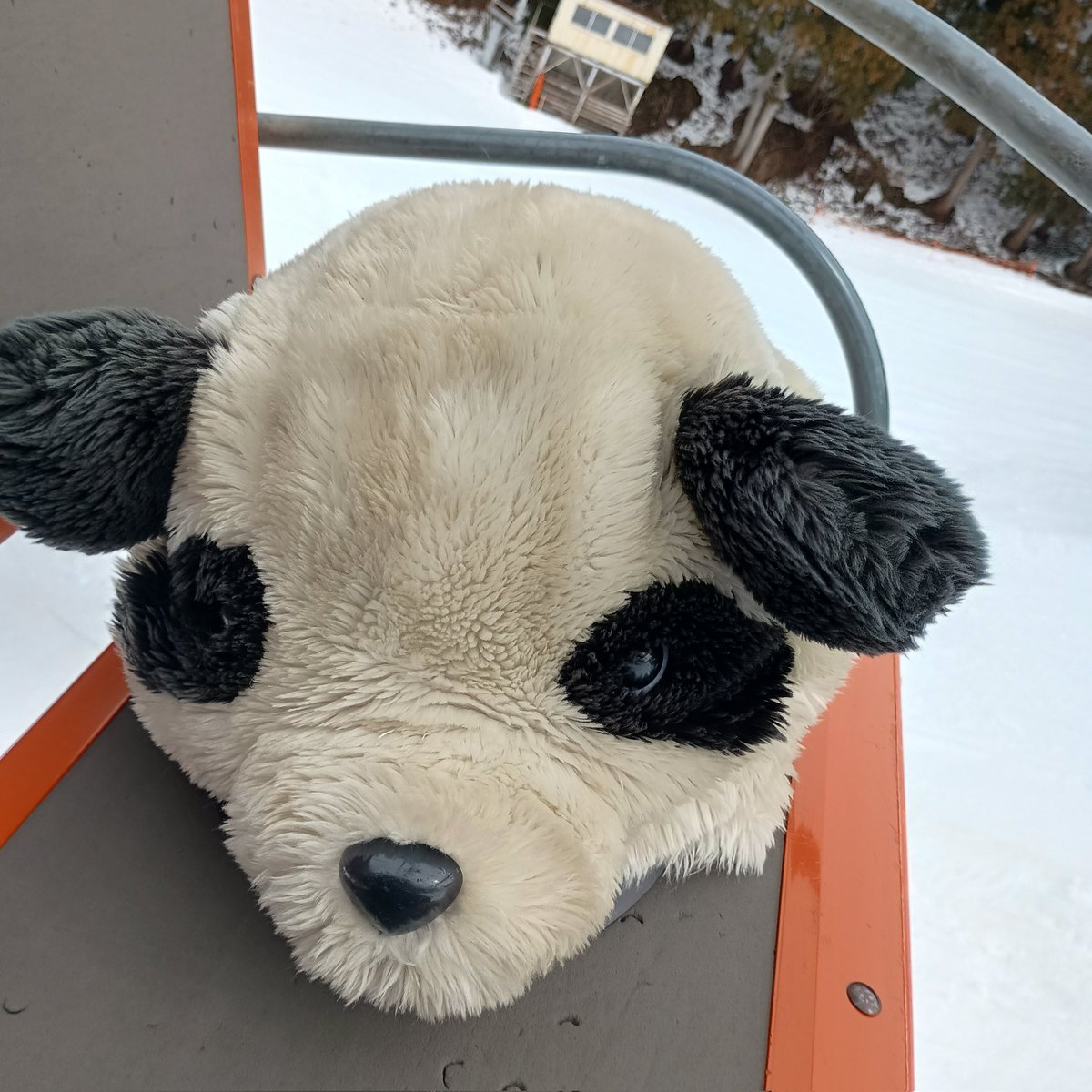 はるパンダ@4/5川場 tweet media