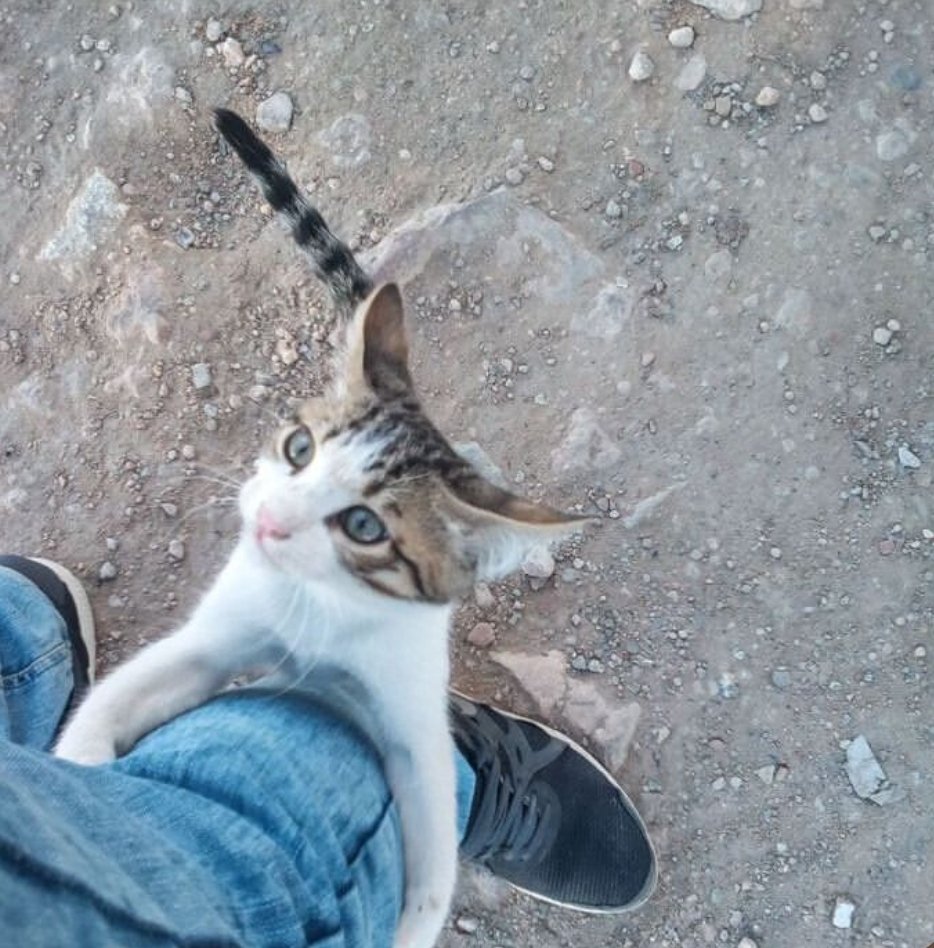 SFIGATTO tweet media