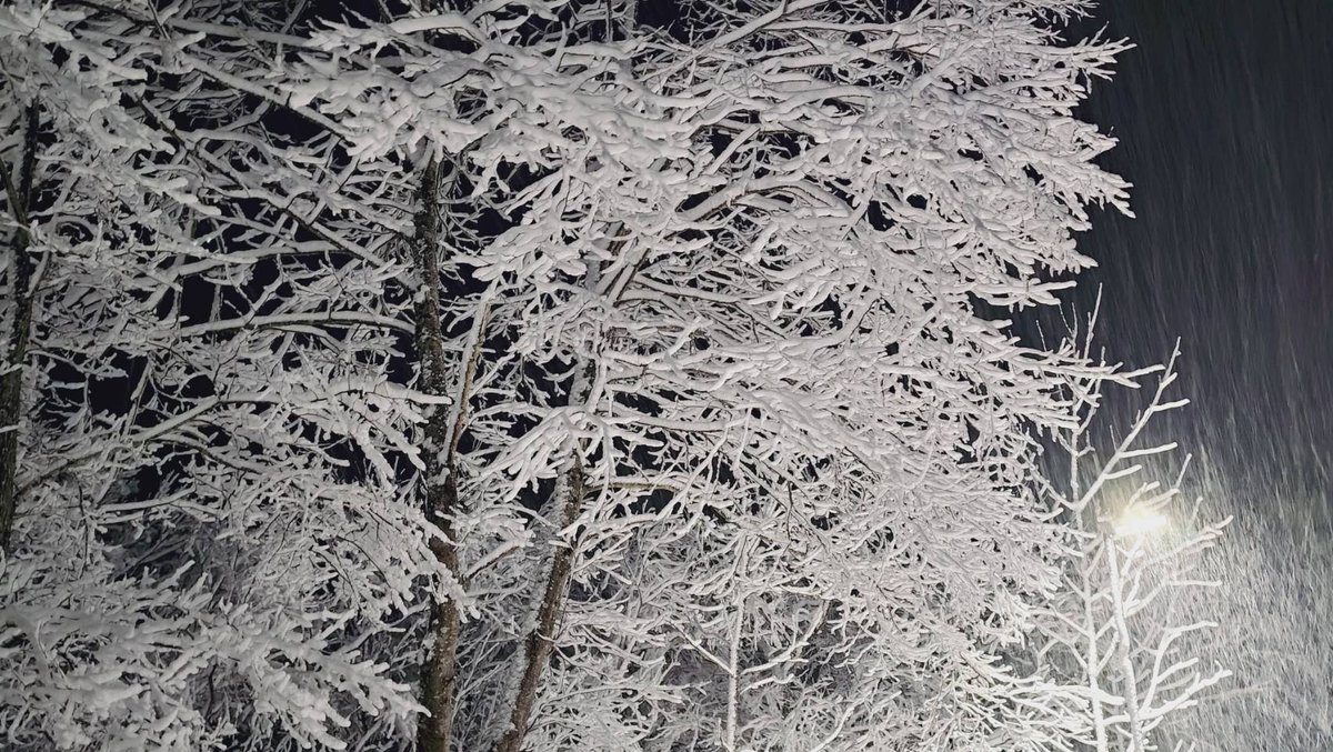 猛禽類医学研究所　齊藤慶輔 tweet media