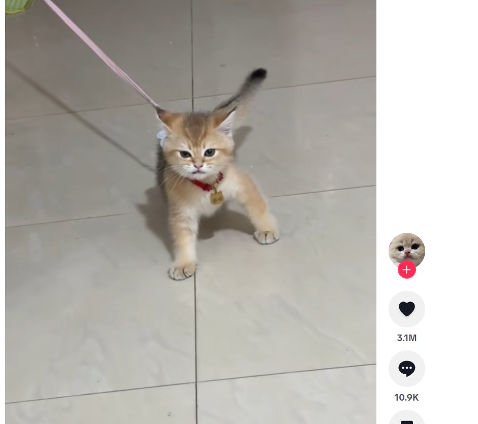 0xHuiGen's tweet photo. $多米，TK走红小猫，脖子上的牌牌上有名字

0x667358217812fa97f7dd716c7e40f9d8a7574444

目前链上共识一只小猫，其实挺困难的

蚂蚁仓上了防踏空

——————————

抓BSC金狗我只用 GMGN：https://t.co/MffuDPgW1X https://t.co/FnME7GcnzO