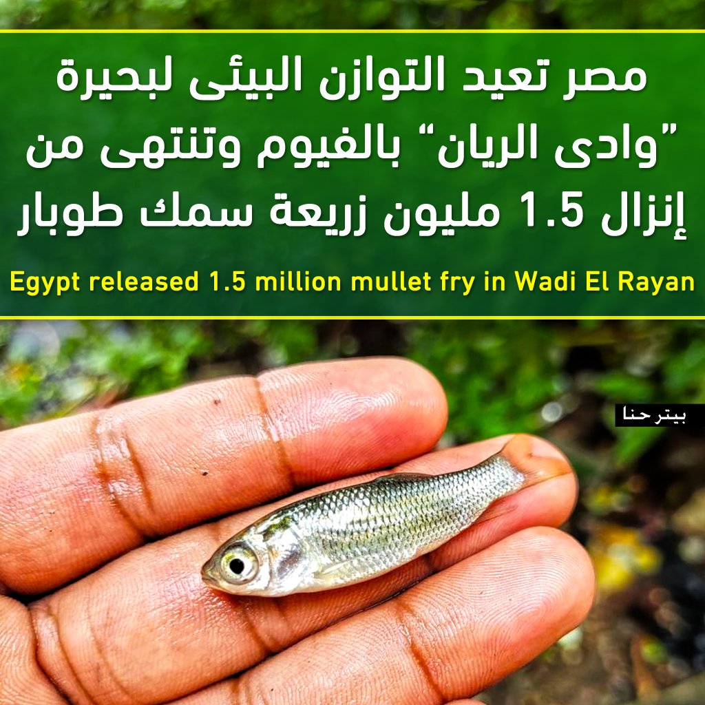 PeterHanna1's tweet photo. الرئيس "هرجع بحيرات مصر 🇪🇬 زى الكتاب ما بيقول"
نجحت مصر فى إعادة التوازى البيئى لواحدة من اهم بحيرات الفيوم وهى بحيرة "وادى الريان" حيث تم تكريك وتعميق البحيرة بعد ان اصبحت مياهها ضحلة، كما تم التصدى والقضاء على اى آثار لطفيل الأيزوبود، وازالة جميع التعديات على البحيرة، وكخطوة هامة لتنمية الثروة السمكية نجحت الحكومة فى انزال زريعة اسماك الجمبري وأمهات أسماك الموسى، وحالياً تم الإنتهاء من انزال 1.5 من زريعة سمك الطوبار فى خطة للوصول الى 2 مليون زريعة.