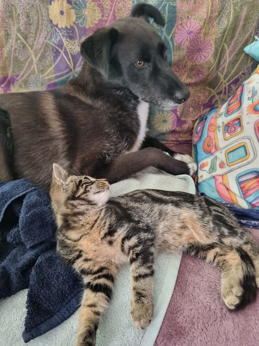 SavingStraysUK's tweet photo. 📣📣Sweet tri-paw Mickey is in need of a forever foster or adoption due to his mum's terminal illness. Her prognosis is 3-6 months. Mickey is a friendly happy and loving 6 year old boy. Can you help?

#DifferentNotLess
#AdoptDontShopUK
#TripawDog
#UrgentDog https://t.co/xBwg3hkjdv